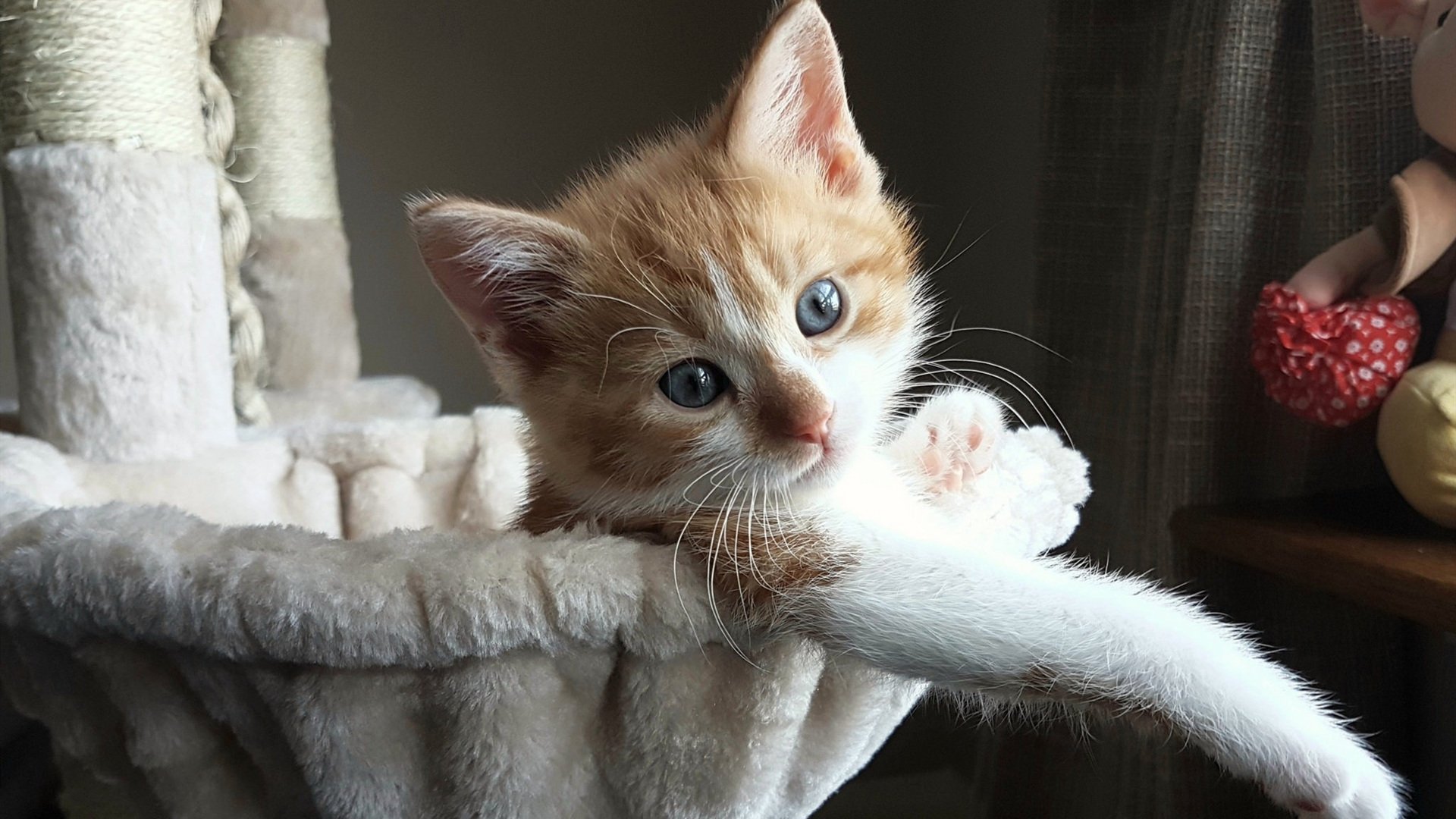 跨越赛场，澳大利亚决胜希腊的团队荣耀与布雷默F1争冠的个人传奇