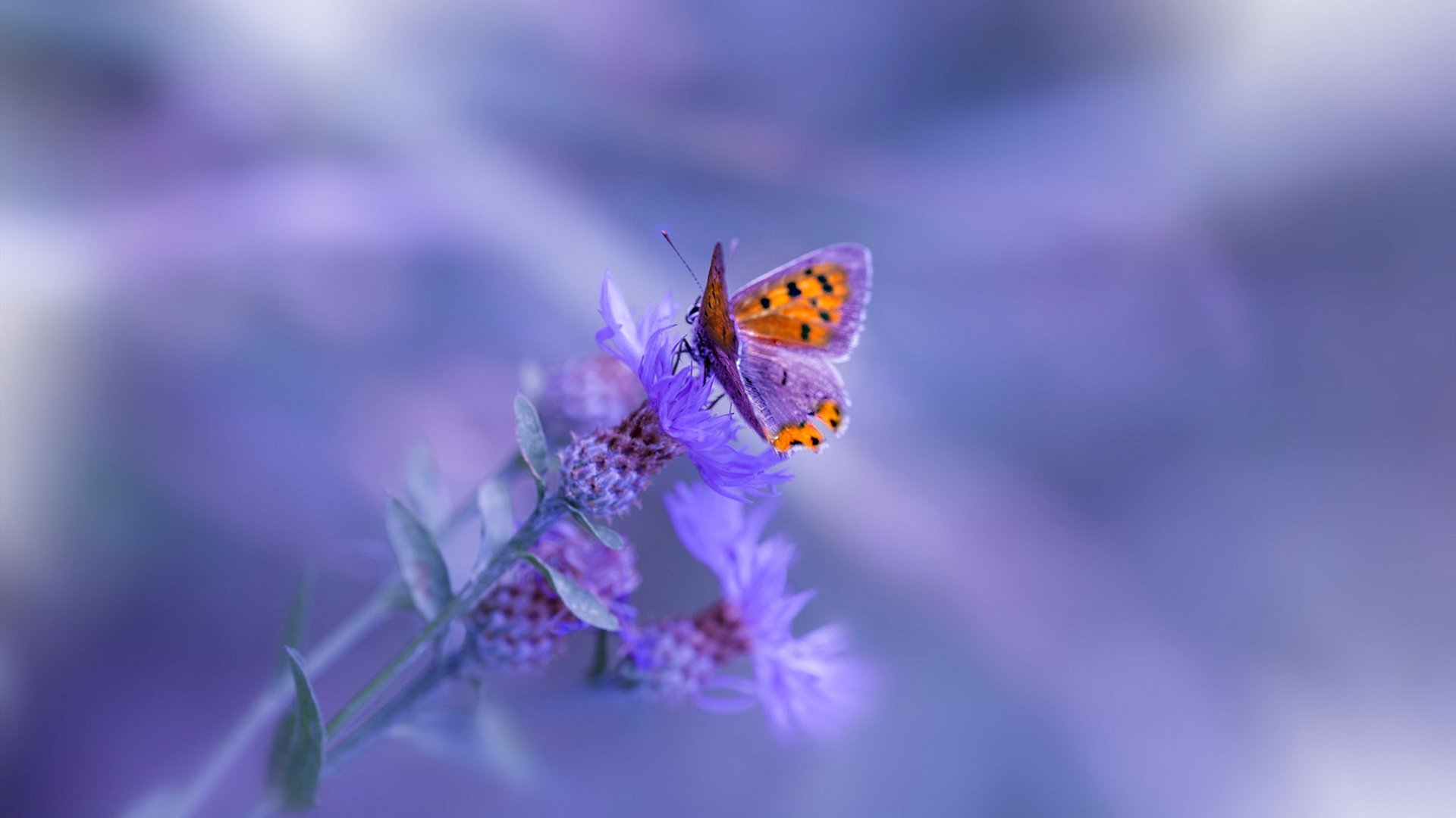 中美洲闪电劈开黑铁熔炉，阿圭罗西决生死战一人接管战场