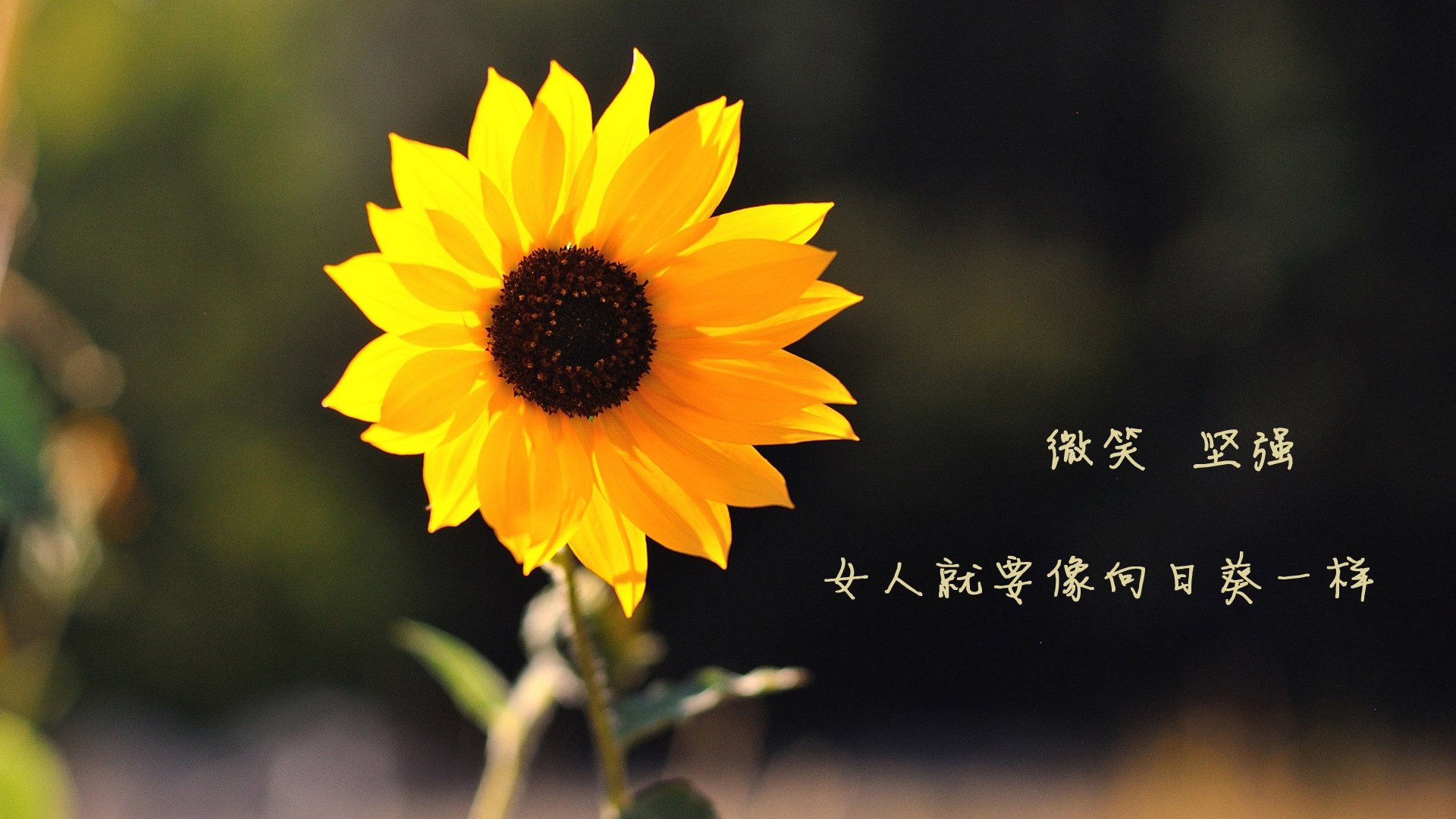 当橄榄球险胜遇上足球接管，跨越球类的征服