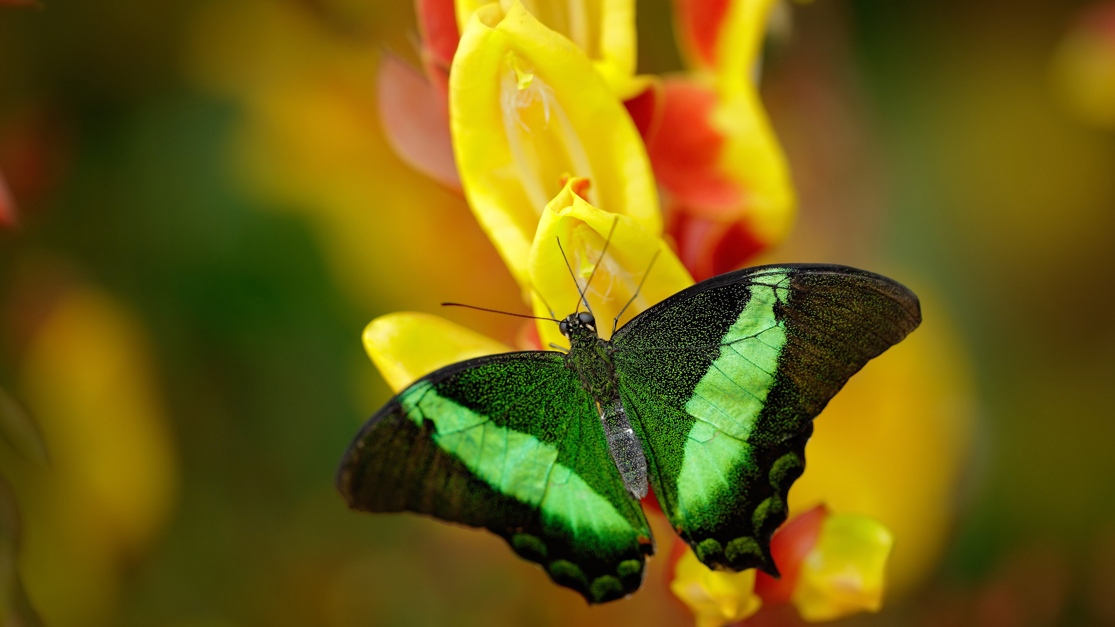 冰与火的相遇,一场注定没有第二场的唯一对决