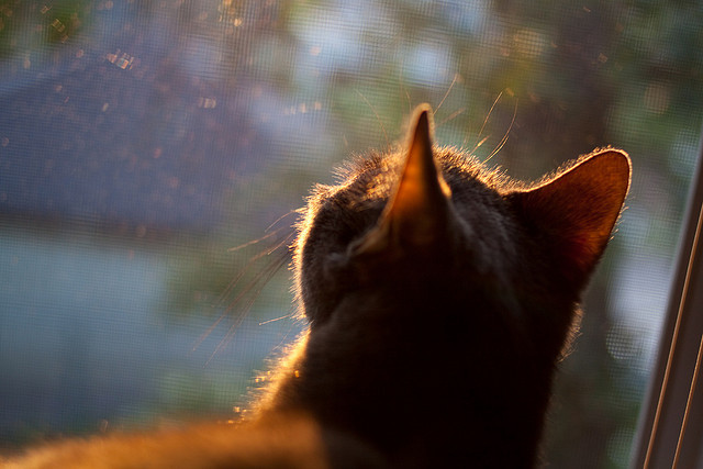 排位绞杀战,尼克斯硬仗取胜背后的锡伯杜铁血哲学