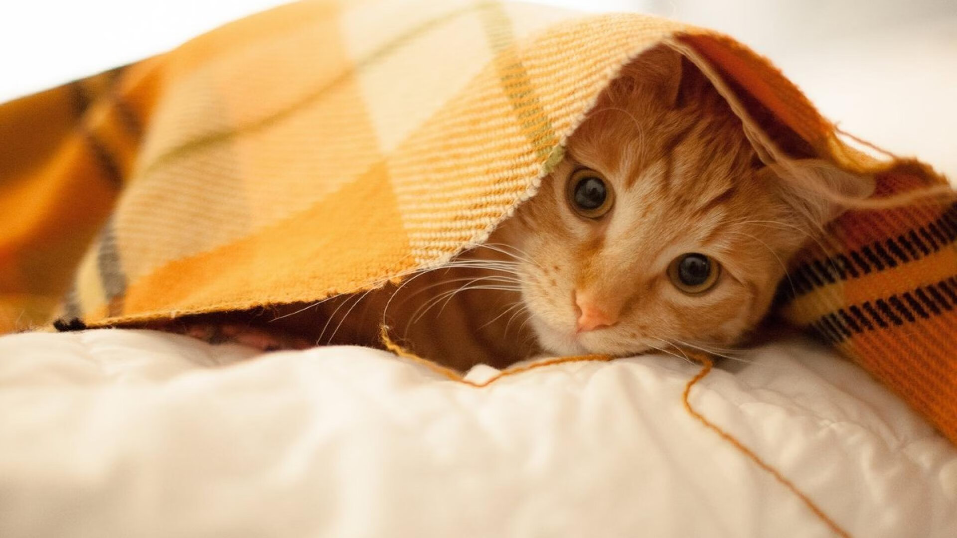 平行战场的弱者叙事,突尼斯的外交沉静与奥亚尔萨瓦尔的致命接管