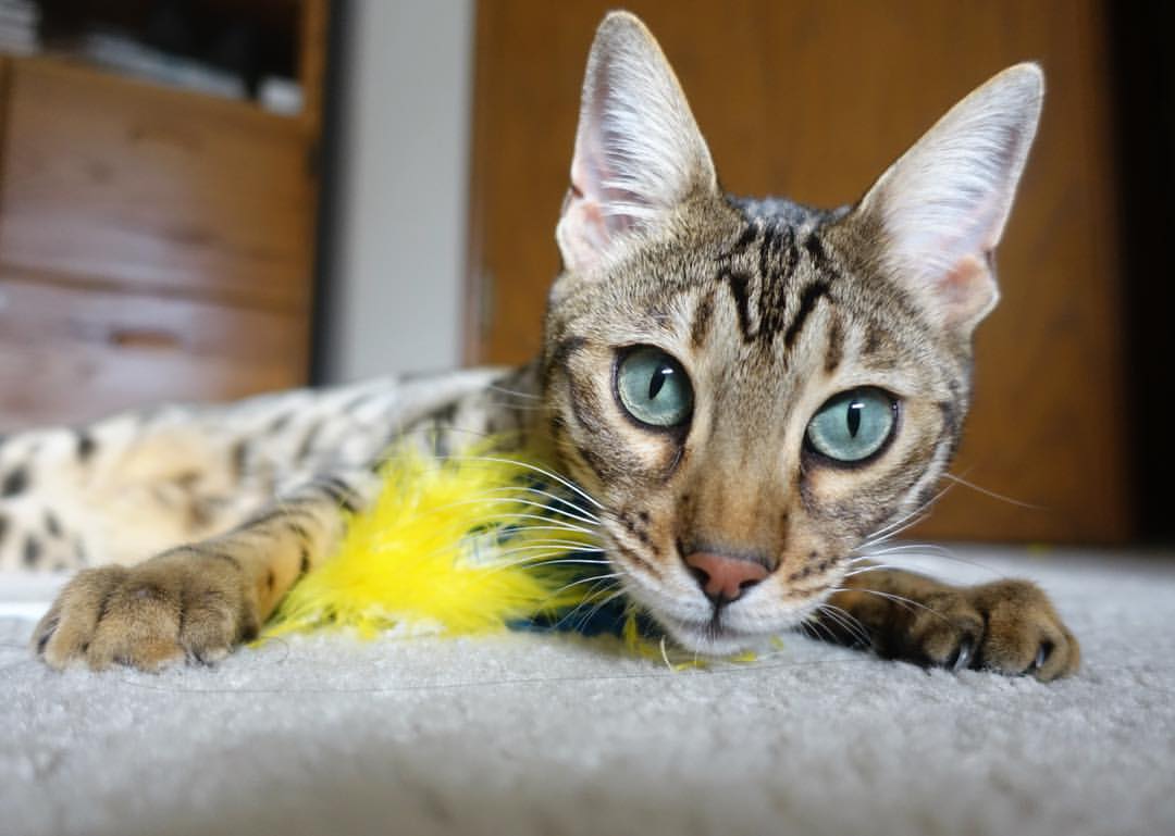 冰刀与黄沙—奥运周期关键战的冷酷诗篇