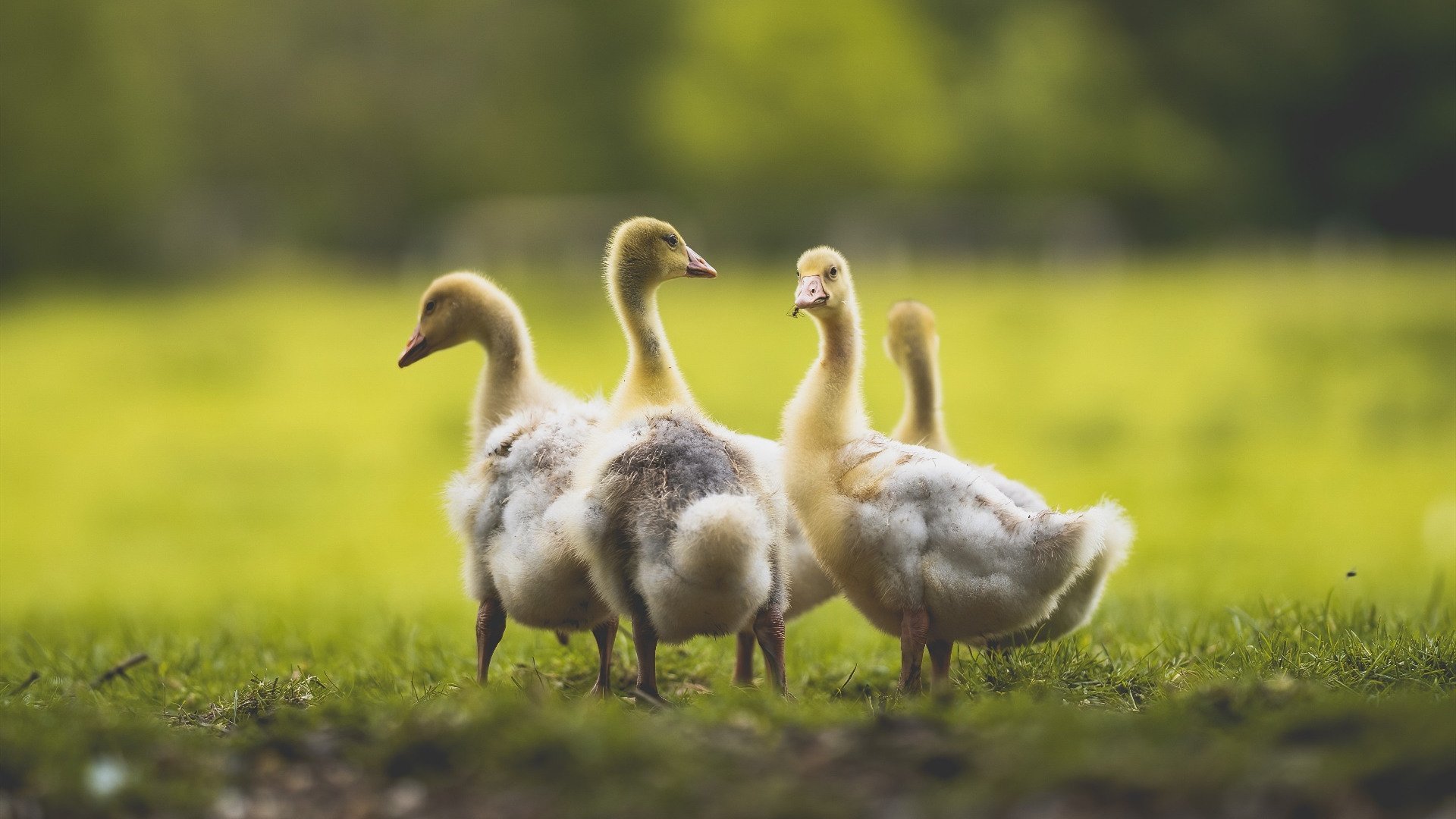 冷血绝杀！切特轰41+17打碎质疑，波波维奇场边点头