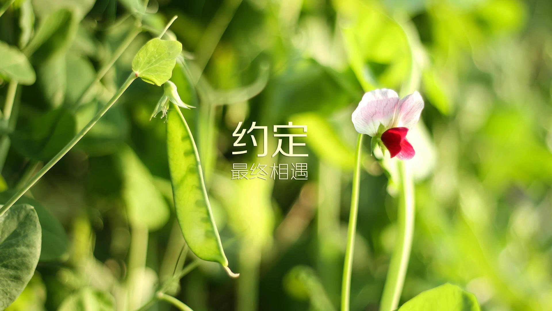 北欧德比·新王加冕，阿方索·戴维斯化身瑞典之矛，刺穿挪威维京墙